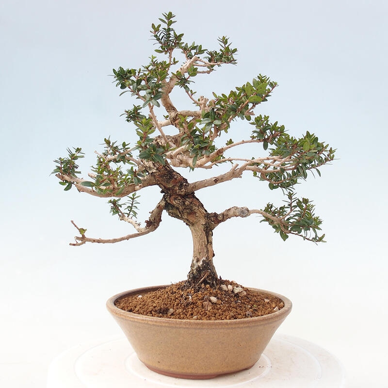 Indoor bonsai - Myrtus communis - Common myrtle