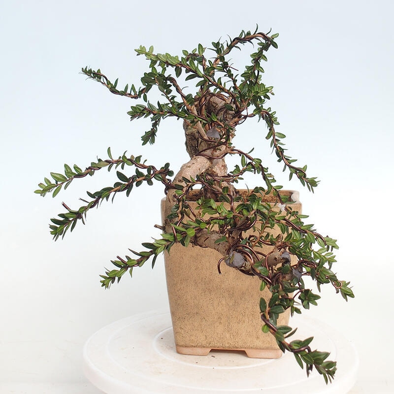 Indoor bonsai - Myrtus communis - Common myrtle