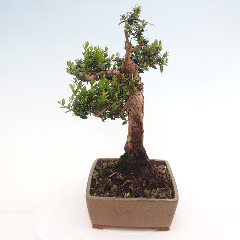 Indoor bonsai - Myrtus communis - Common myrtle