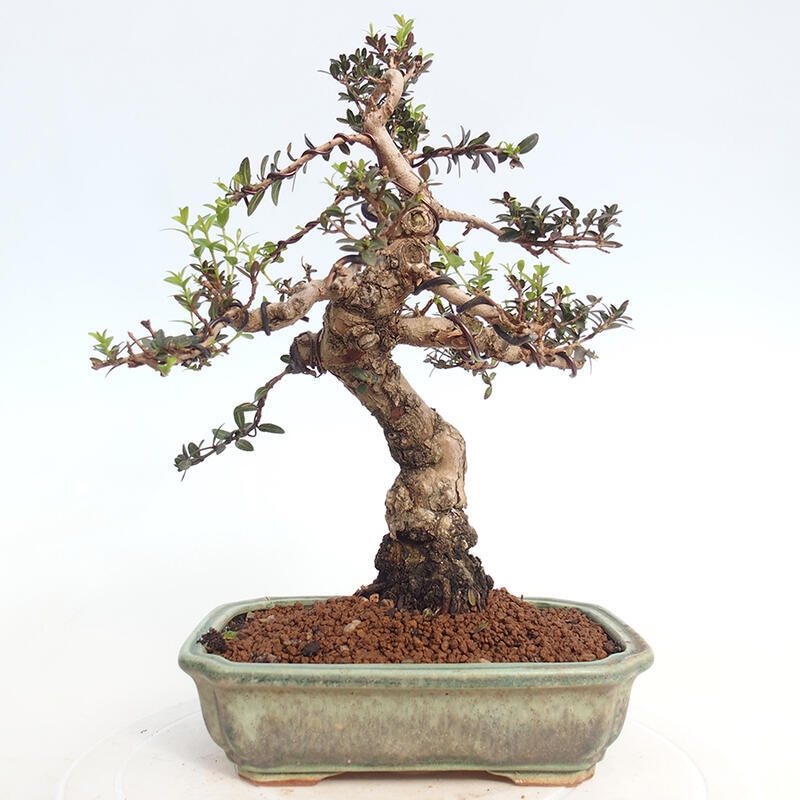 Indoor bonsai - Myrtus communis - Common myrtle