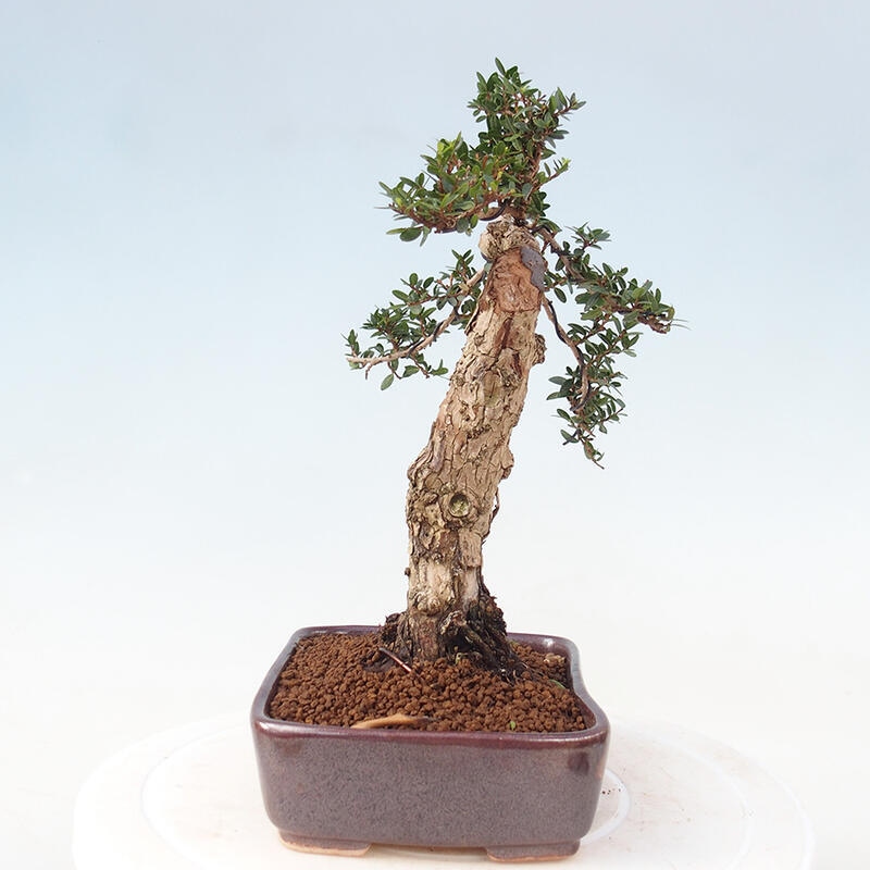 Indoor bonsai - Myrtus communis - Common myrtle