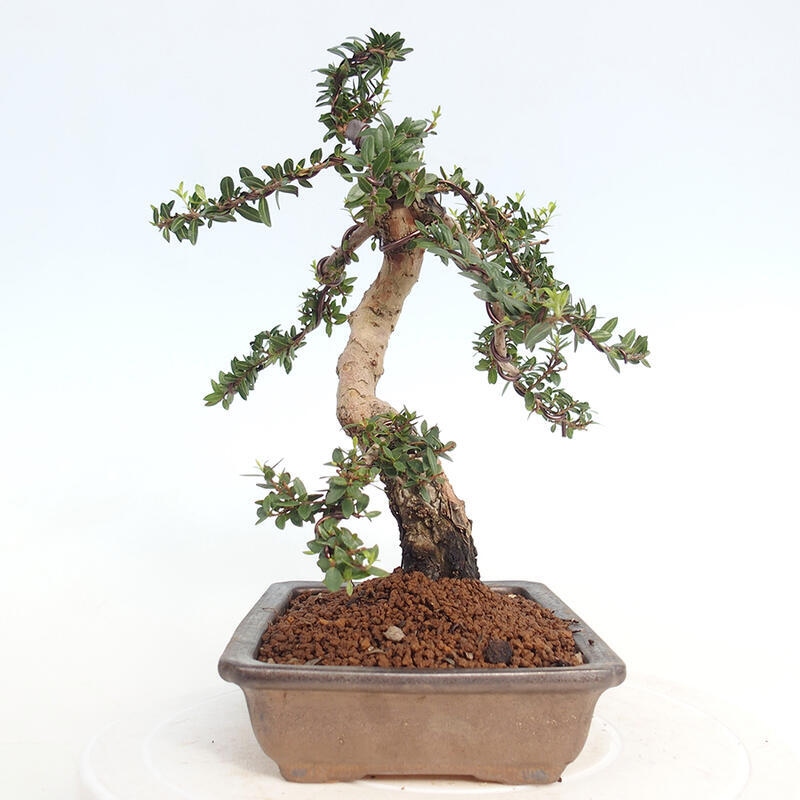 Indoor bonsai - Myrtus communis - Common myrtle