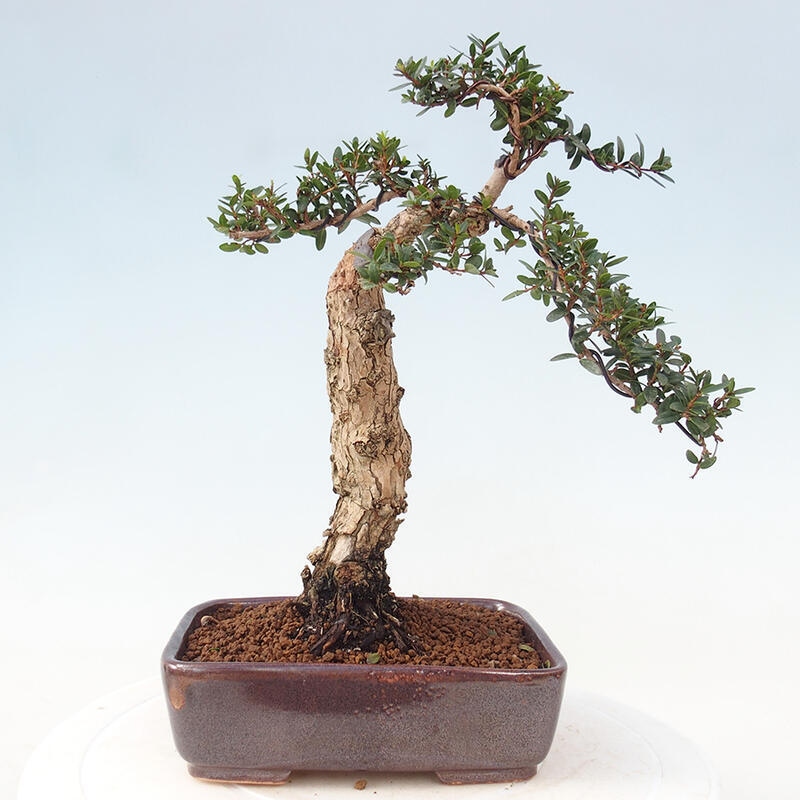 Indoor bonsai - Myrtus communis - Common myrtle