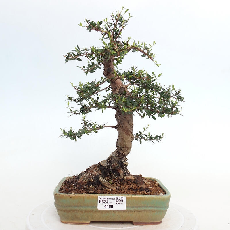 Indoor bonsai - Myrtus communis - Common myrtle