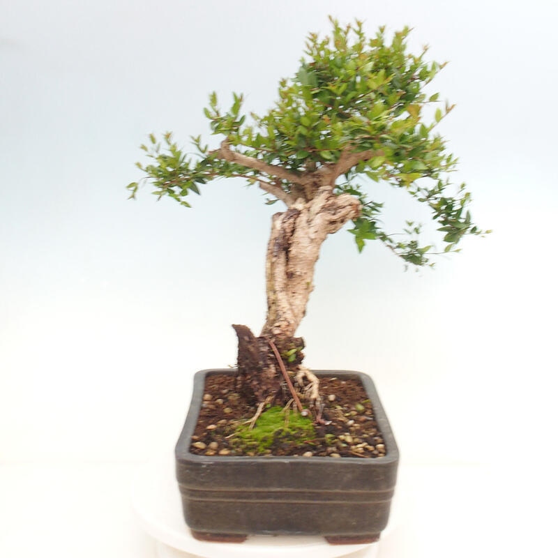 Indoor bonsai - Myrtus communis - Common myrtle