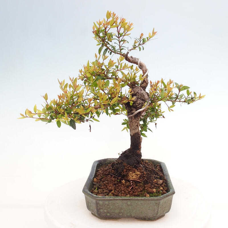 Indoor bonsai - Myrtus communis - Common myrtle