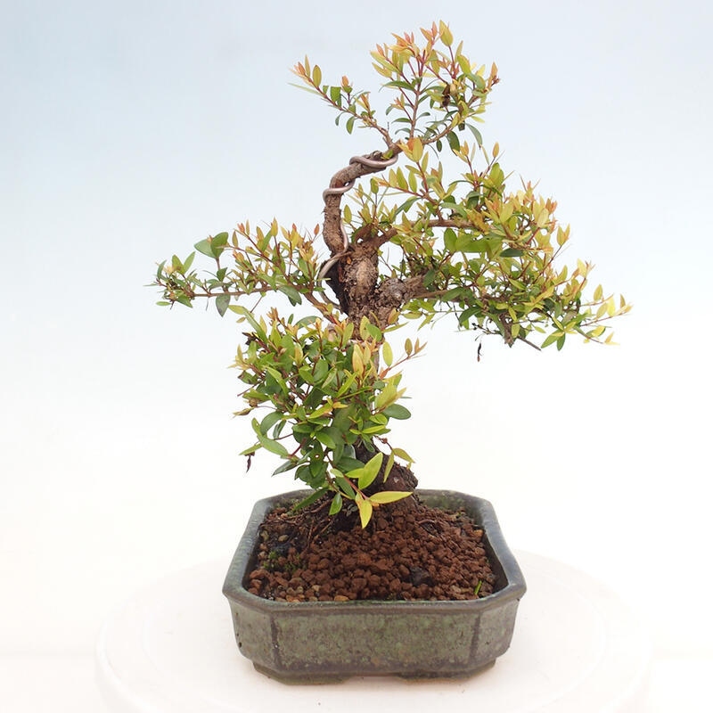 Indoor bonsai - Myrtus communis - Common myrtle