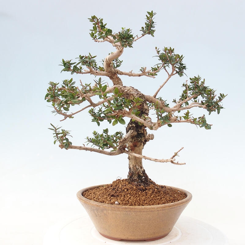 Indoor bonsai - Myrtus communis - Common myrtle