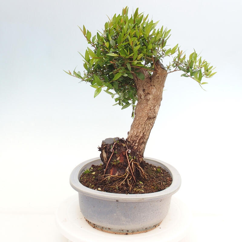 Indoor bonsai - Myrtus communis - Common myrtle