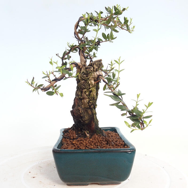 Indoor bonsai - Myrtus communis - Common myrtle