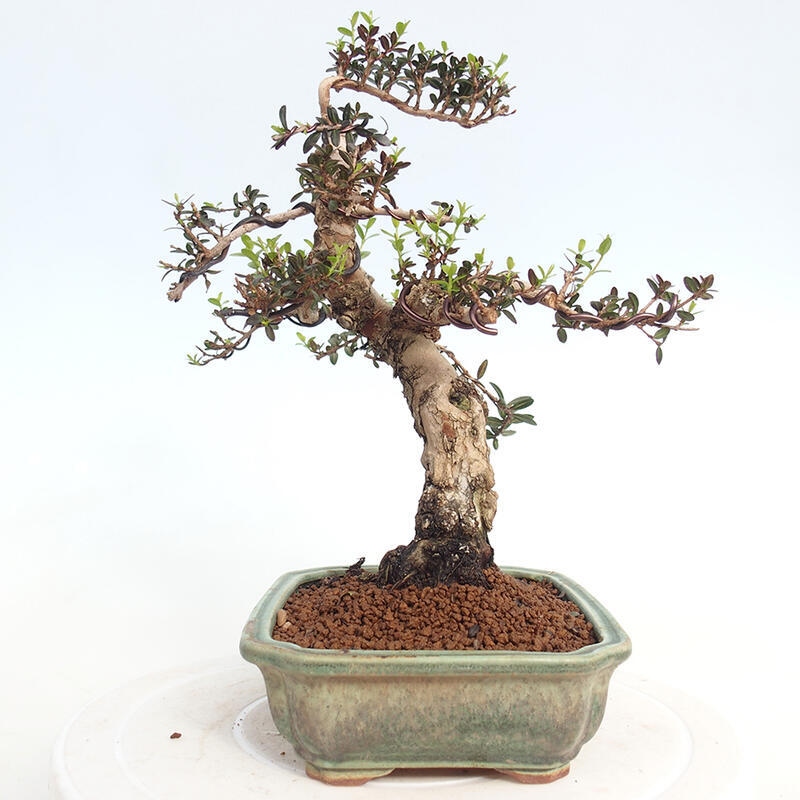 Indoor bonsai - Myrtus communis - Common myrtle