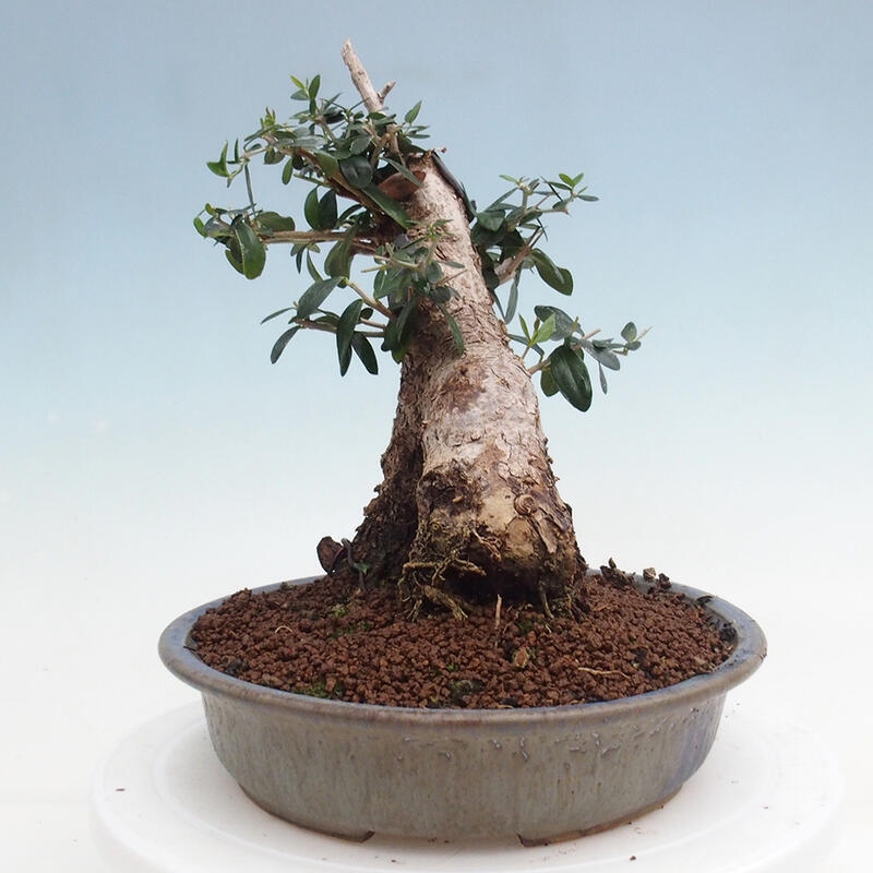 Indoor bonsai - Olea europaea sylvestris - Small-leaved European olive