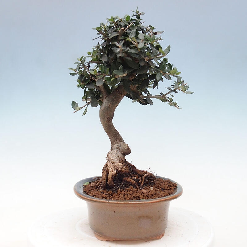 Indoor bonsai - Olea europaea sylvestris - European small-leaved olive oil