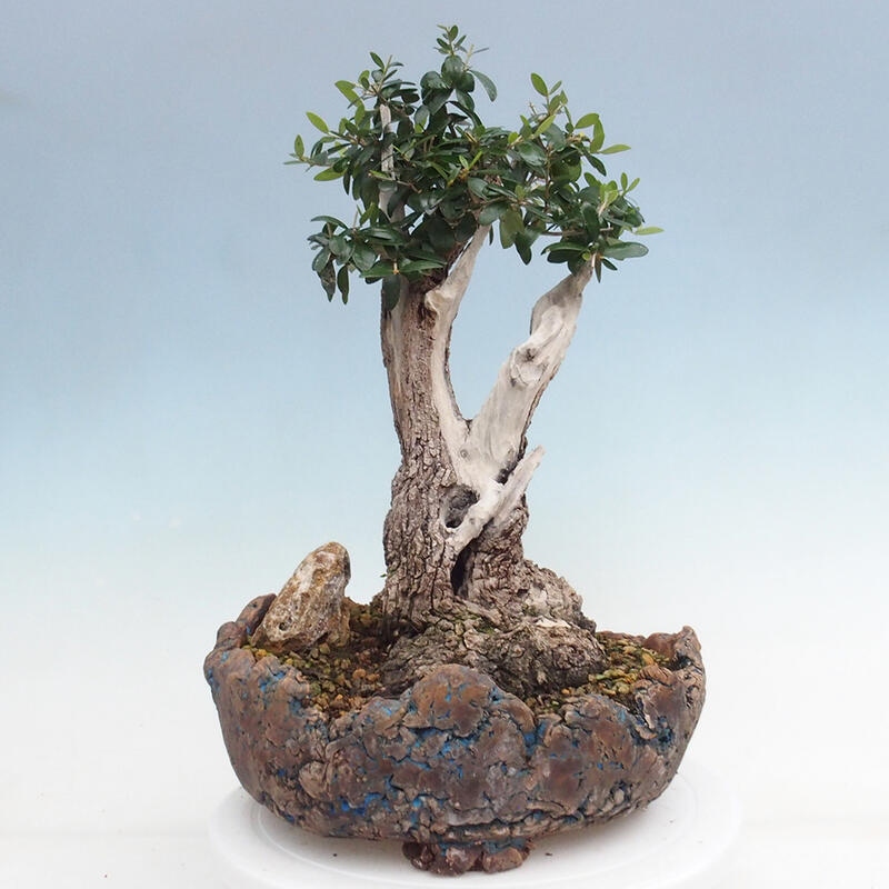 Indoor bonsai - Olea europaea sylvestris - Small-leaved European olive