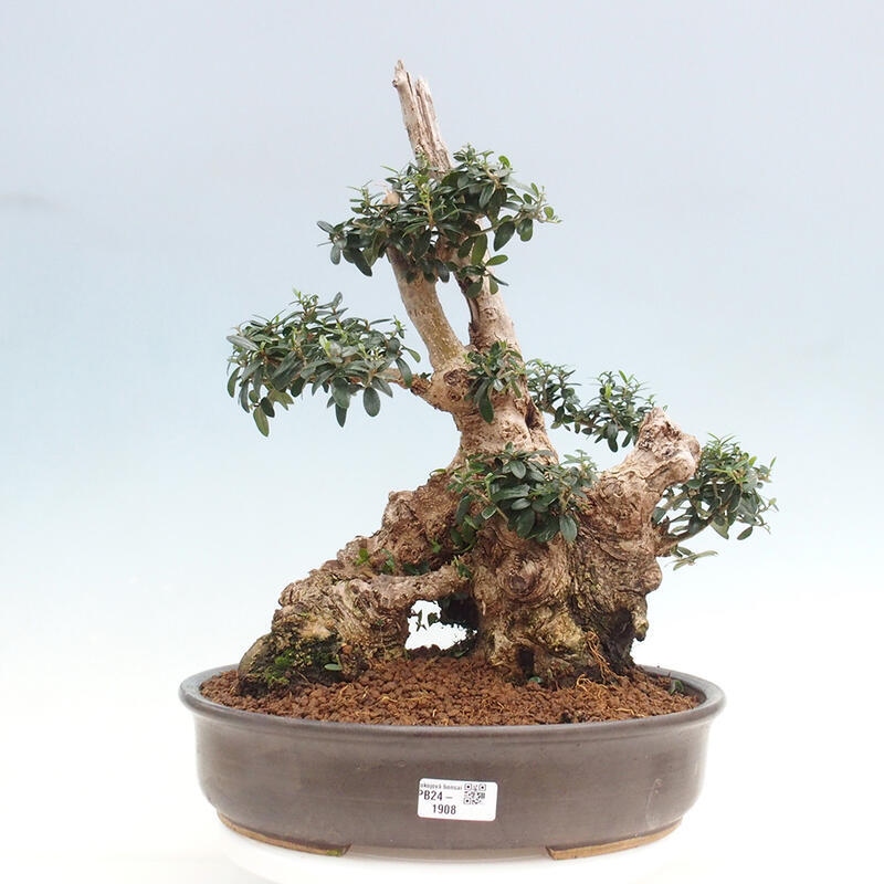 Indoor bonsai - Olea europaea sylvestris - Small-leaved European olive