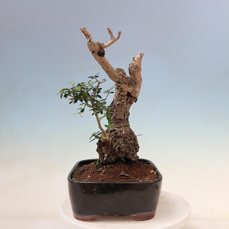 Indoor bonsai - Olea europaea sylvestris - European small-leaved olive oil