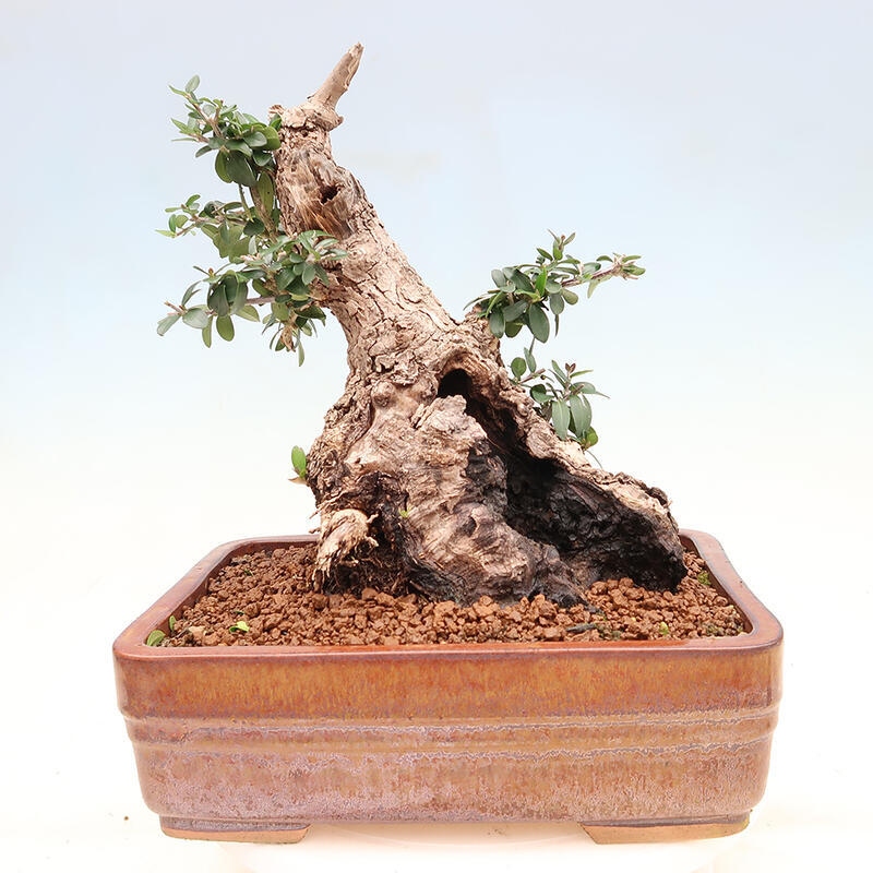 Indoor bonsai - Olea europaea sylvestris - Small-leaved European olive