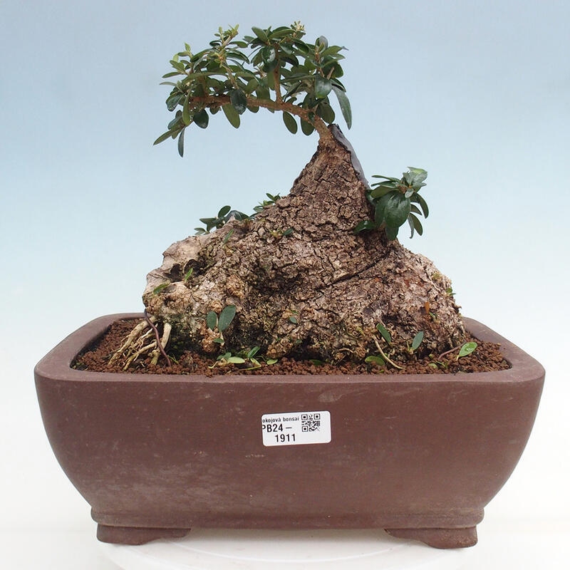 Indoor bonsai - Olea europaea sylvestris - Small-leaved European olive