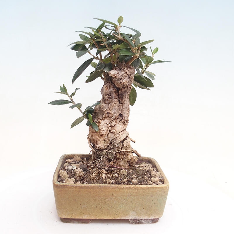 Indoor bonsai - Olea europaea sylvestris - European small-leaved olive oil