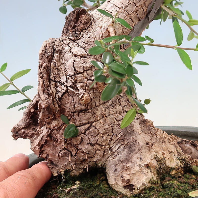 Indoor bonsai - Olea europaea sylvestris - European small-leaved olive oil