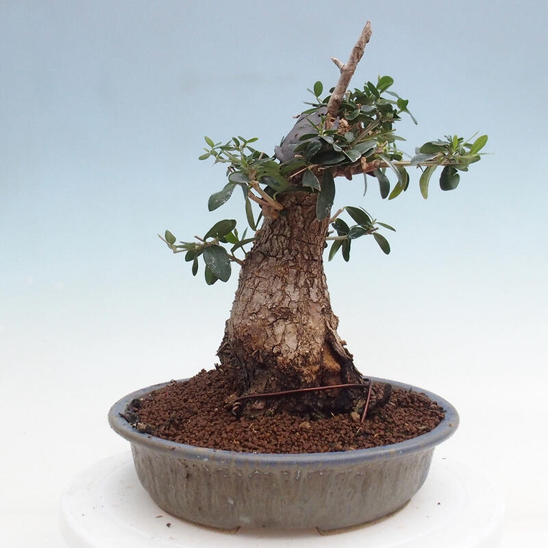 Indoor bonsai - Olea europaea sylvestris - Small-leaved European olive