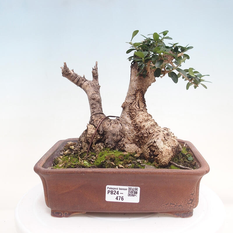 Indoor bonsai - Olea europaea sylvestris - European small-leaved olive oil