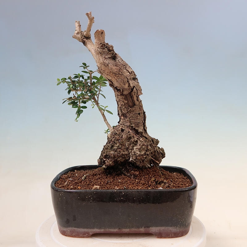 Indoor bonsai - Olea europaea sylvestris - European small-leaved olive oil