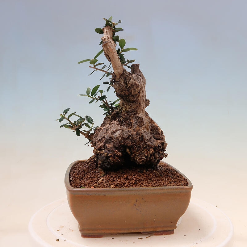 Indoor bonsai - Olea europaea sylvestris - European small-leaved olive oil