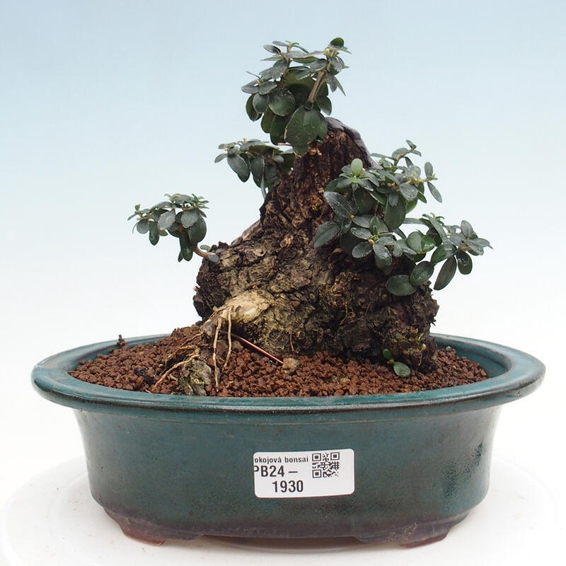 Indoor bonsai - Olea europaea sylvestris - Small-leaved European olive