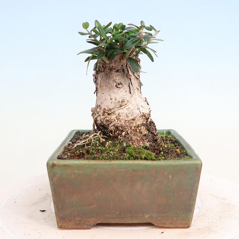 Indoor bonsai - Olea europaea sylvestris - Small-leaved European olive