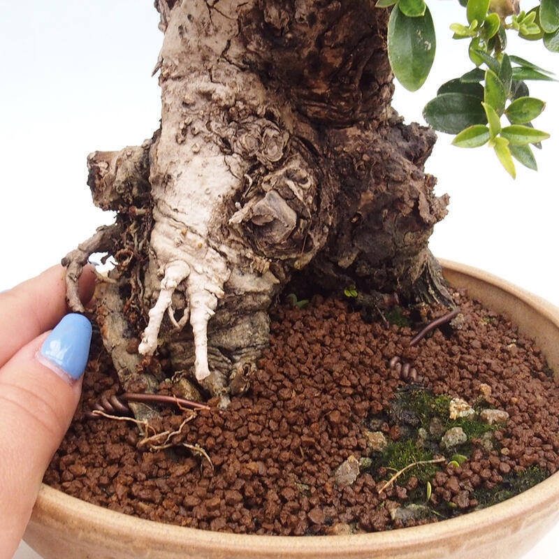 Indoor bonsai - Olea europaea sylvestris - Small-leaved European olive