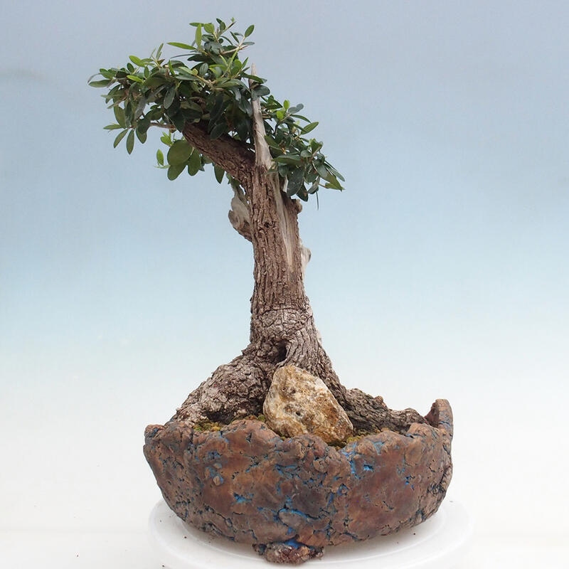 Indoor bonsai - Olea europaea sylvestris - Small-leaved European olive