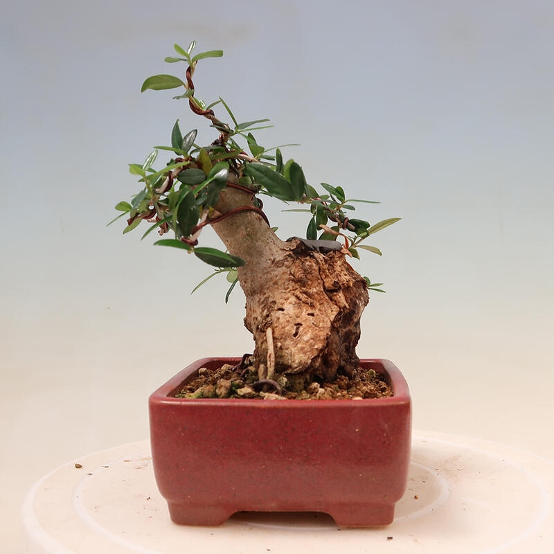 Indoor bonsai - Olea europaea sylvestris - European small-leaved olive oil