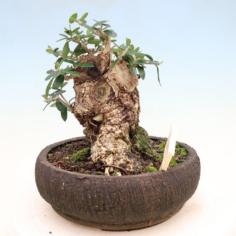 Indoor bonsai - Olea europaea sylvestris - Small-leaved European olive