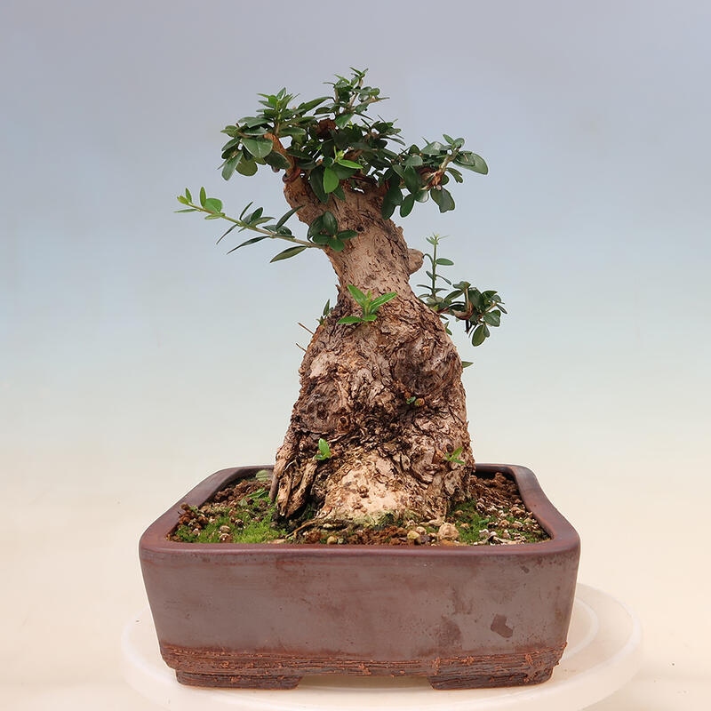 Indoor bonsai - Olea europaea sylvestris - European small-leaved olive oil