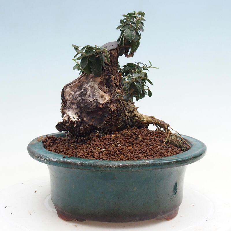 Indoor bonsai - Olea europaea sylvestris - Small-leaved European olive