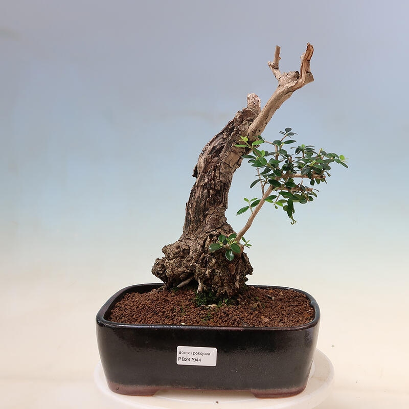 Indoor bonsai - Olea europaea sylvestris - European small-leaved olive oil