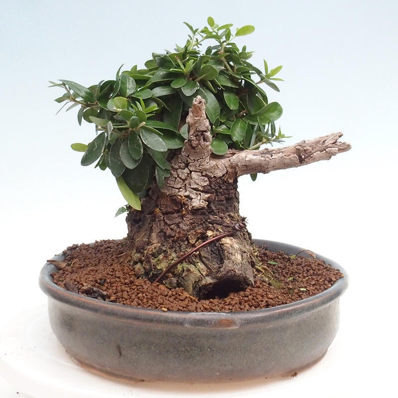 Indoor bonsai - Olea europaea sylvestris - Small-leaved European olive