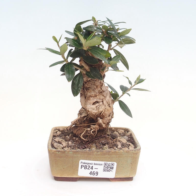 Indoor bonsai - Olea europaea sylvestris - European small-leaved olive oil