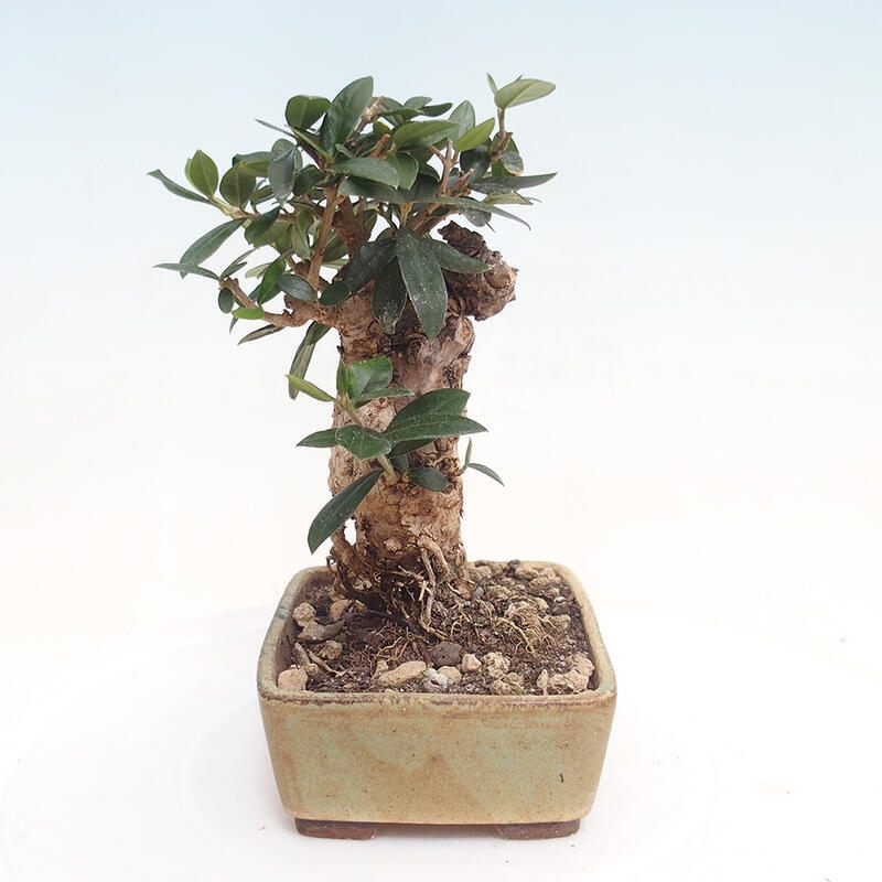 Indoor bonsai - Olea europaea sylvestris - European small-leaved olive oil