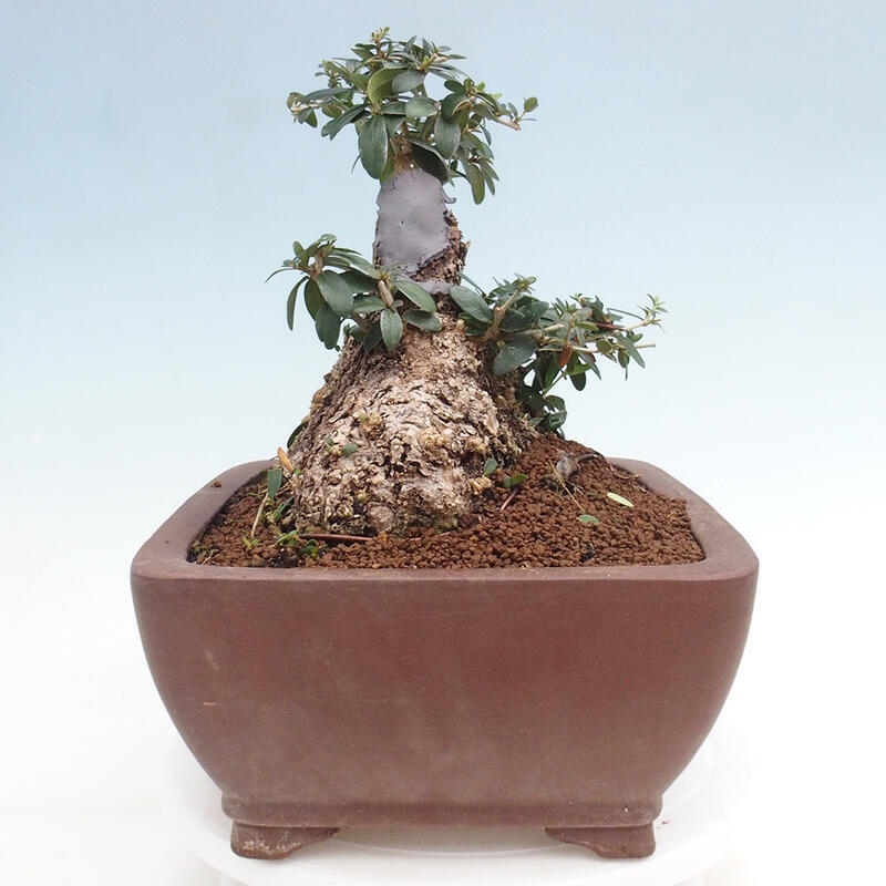 Indoor bonsai - Olea europaea sylvestris - Small-leaved European olive