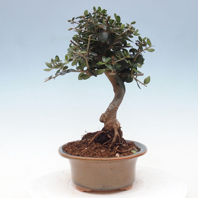 Indoor bonsai - Olea europaea sylvestris - European small-leaved olive oil