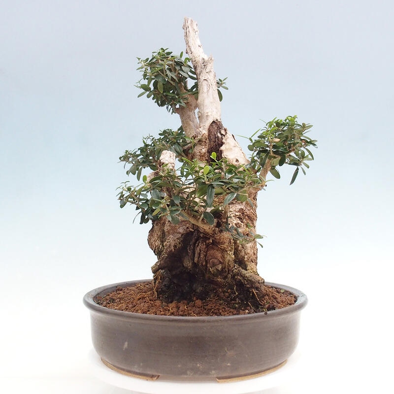 Indoor bonsai - Olea europaea sylvestris - Small-leaved European olive