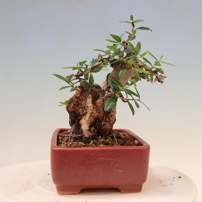 Indoor bonsai - Olea europaea sylvestris - European small-leaved olive oil