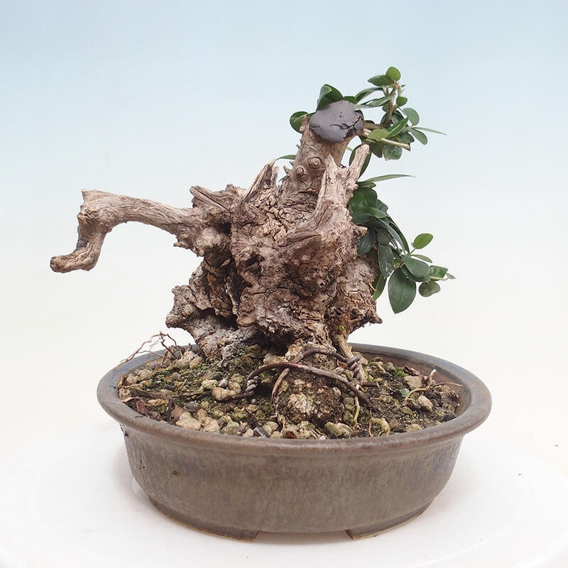 Indoor bonsai - Olea europaea sylvestris - European small-leaved olive oil