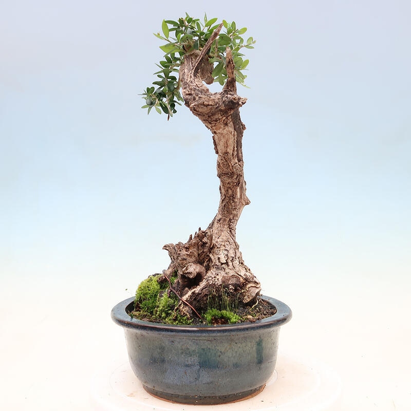 Indoor bonsai - Olea europaea sylvestris - Small-leaved European olive