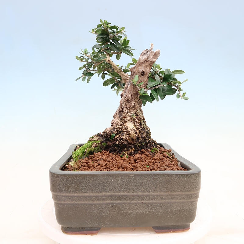 Indoor bonsai - Olea europaea sylvestris - Small-leaved European olive