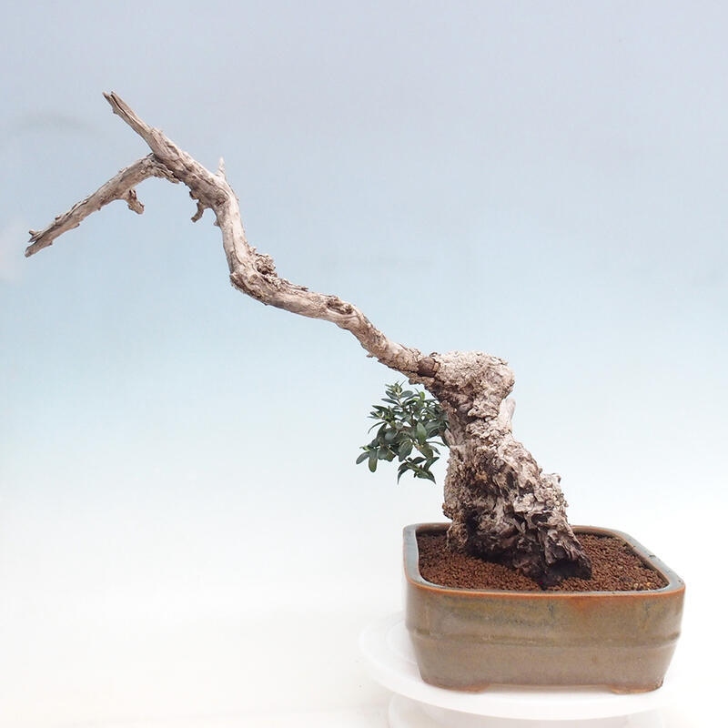 Indoor bonsai - Olea europaea sylvestris - Small-leaved European olive