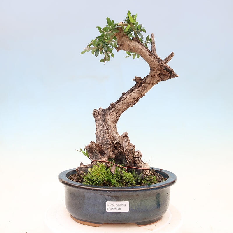 Indoor bonsai - Olea europaea sylvestris - Small-leaved European olive