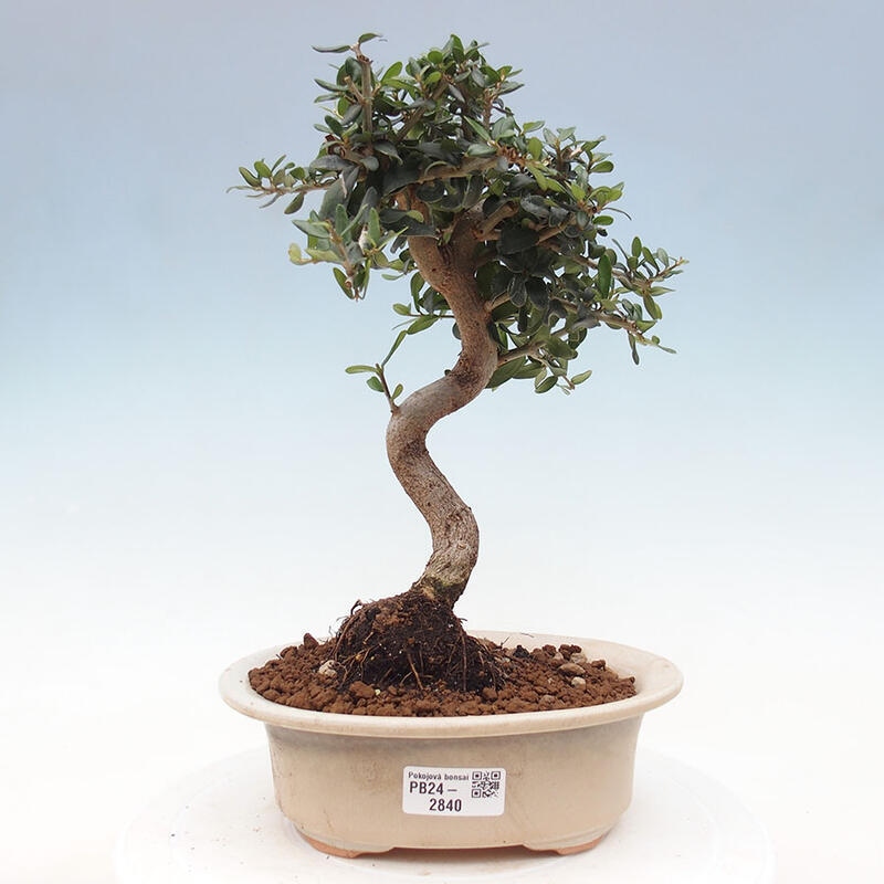 Indoor bonsai - Olea europaea sylvestris - European small-leaved olive oil